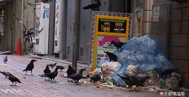 01年、生ゴミを荒らすカラスたち（東京都提供）