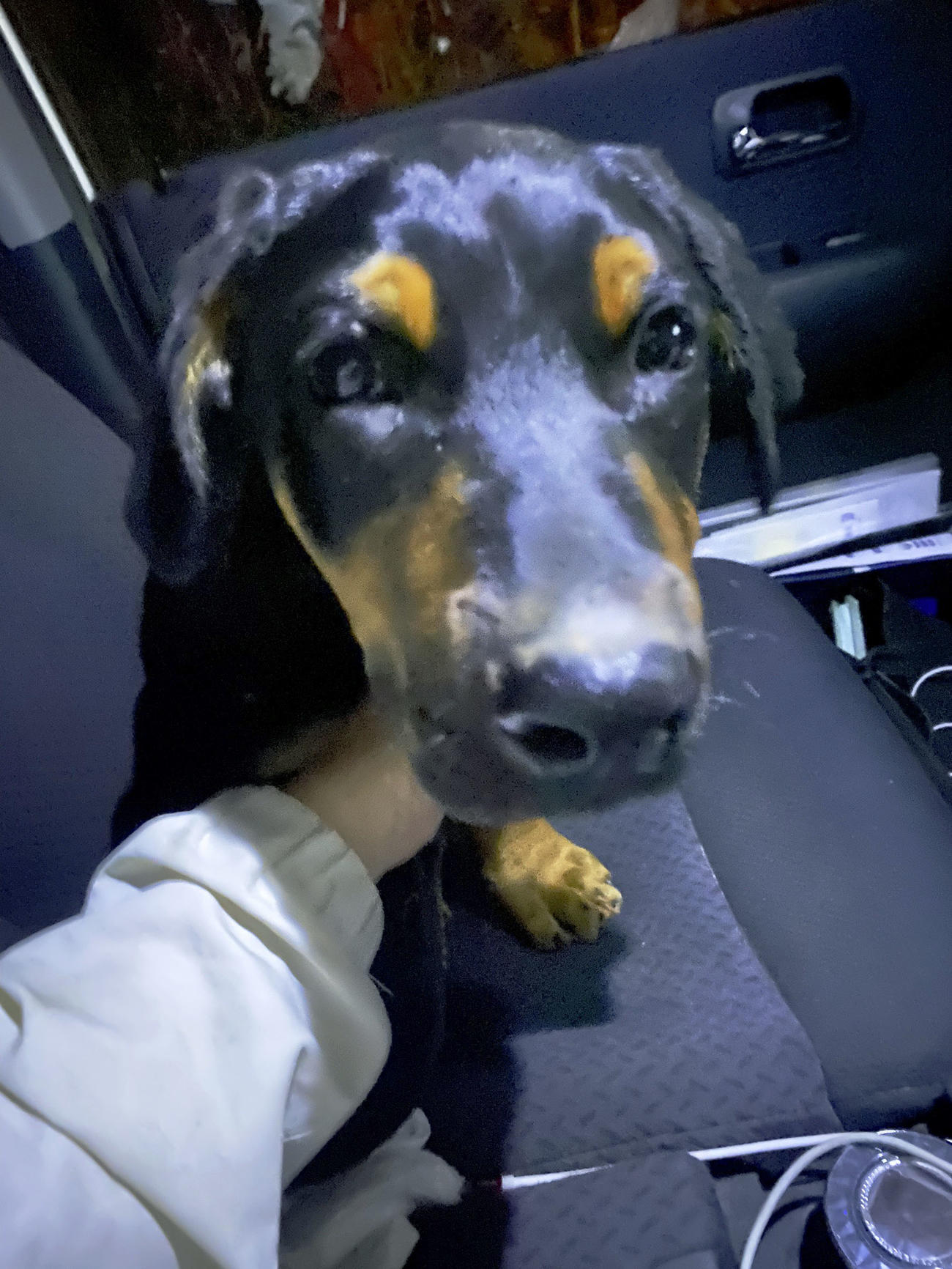 4月22日、脱走し確保されたドーベルマンの子犬（共同）