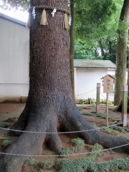 プーチン氏に呪い 顔写真貼った わら人形 神社の御神木にクギで打ちつけ 千葉 松戸で相次ぐ 社会 日刊スポーツ