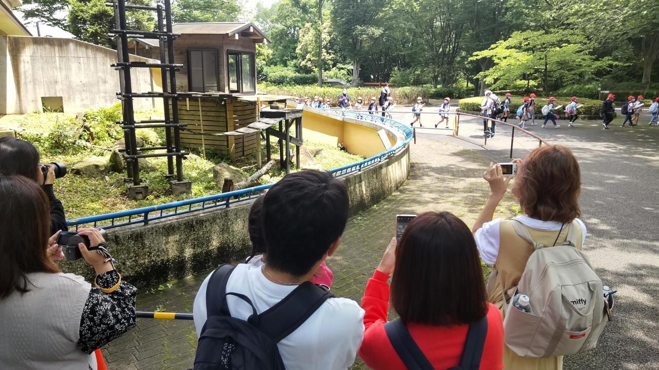 遠足で来園した小学生らが通り過ぎる中、風太は日陰になる壁のスミで体を丸くしてじっと座っていた。レッサーパンダ舎の前には多くのファンがカメラを構えた（撮影・寺沢卓）