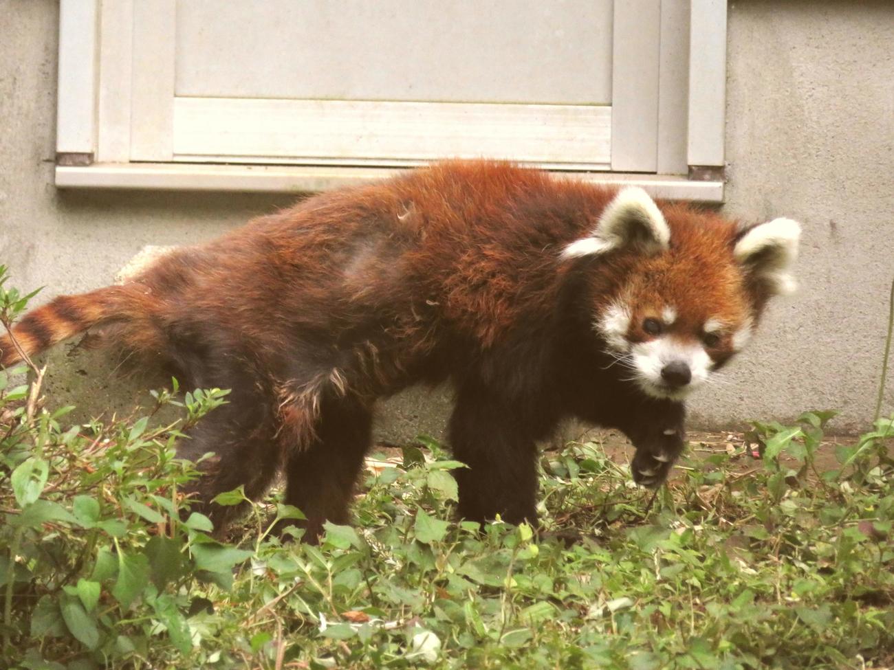 レッサーパンダ舎から出てきた風太。足どりはややよたよただが、元気に歩き回っていた（撮影・寺沢卓）