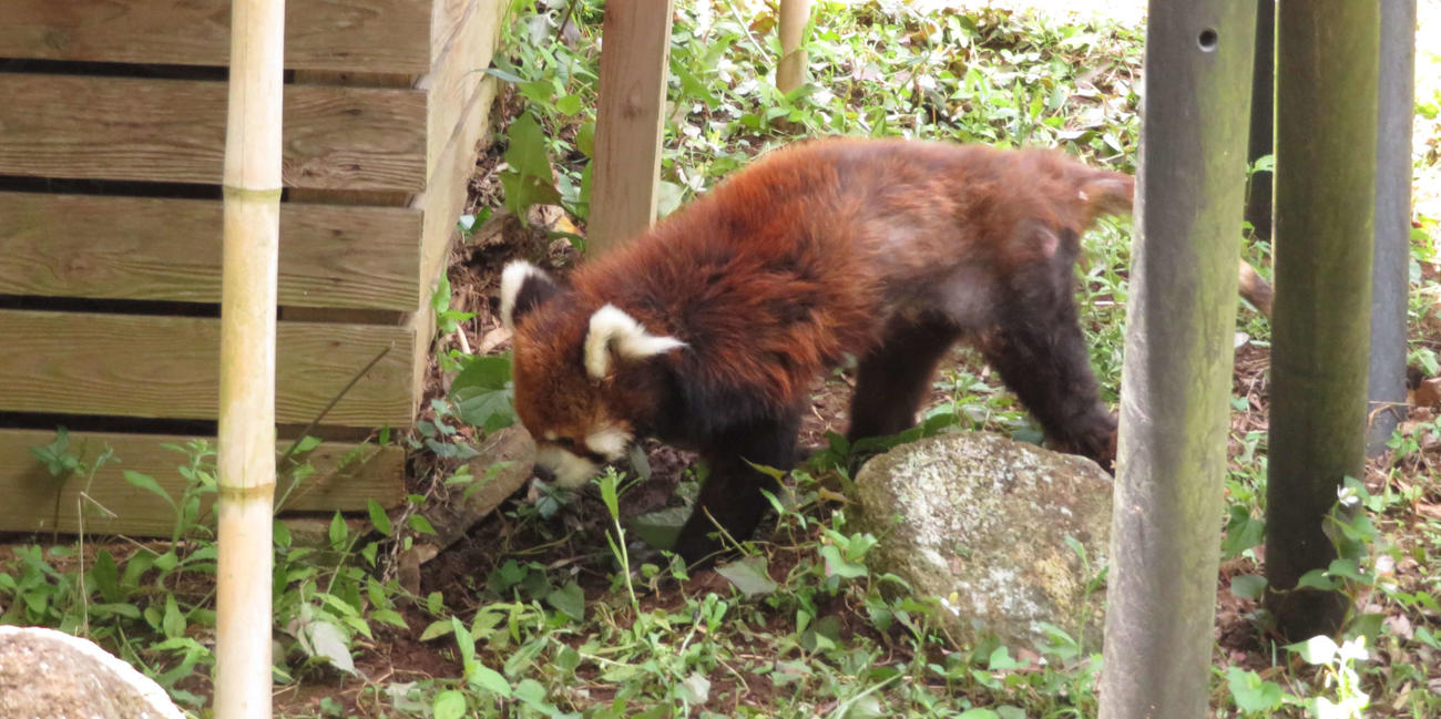 レッサーパンダ舎の庭をゆっくりと歩く風太（撮影・寺沢卓）