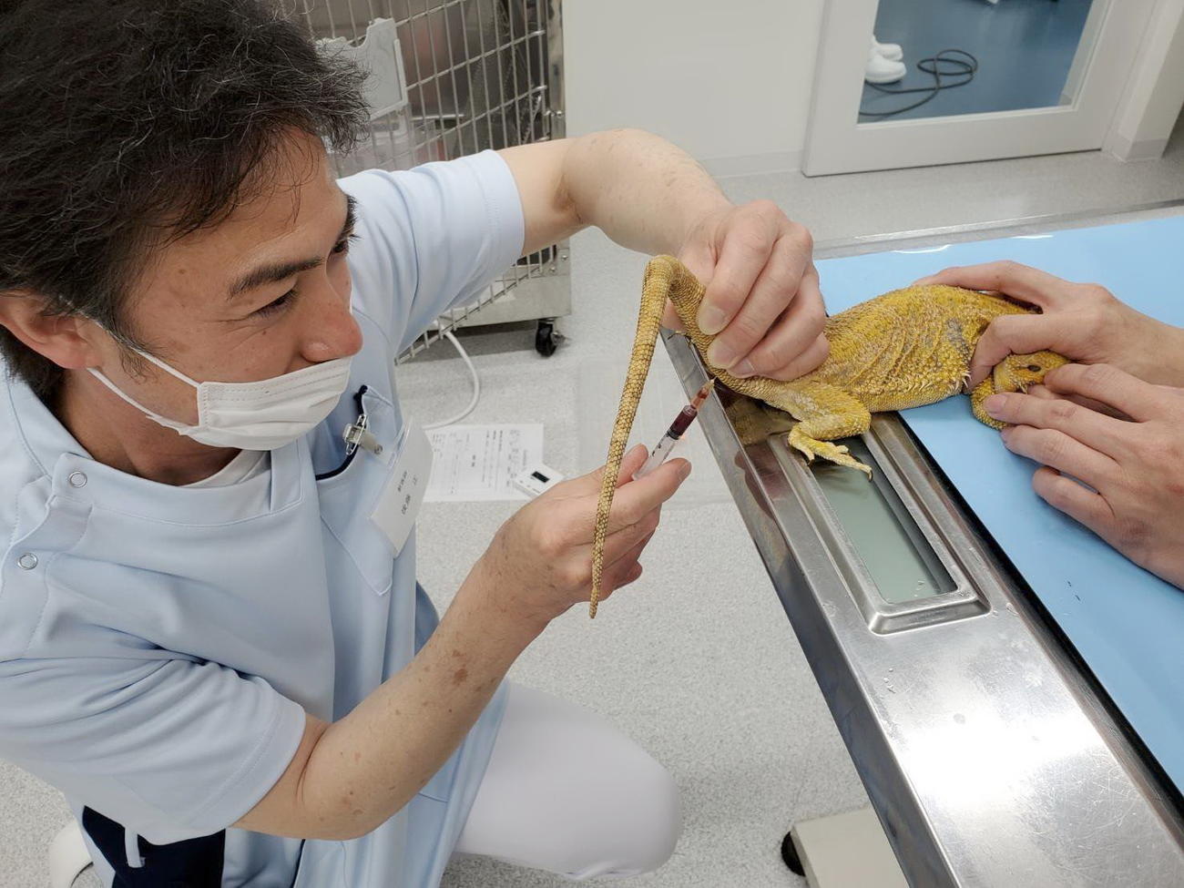 爬虫（はちゅう）類や両生類専門の「iZooの病院」でトカゲに注射する獣医師（同院提供）