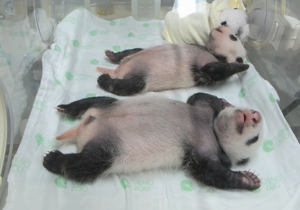 7月26日（33日齢）　バンザイして眠る双子（東京動物園協会提供）