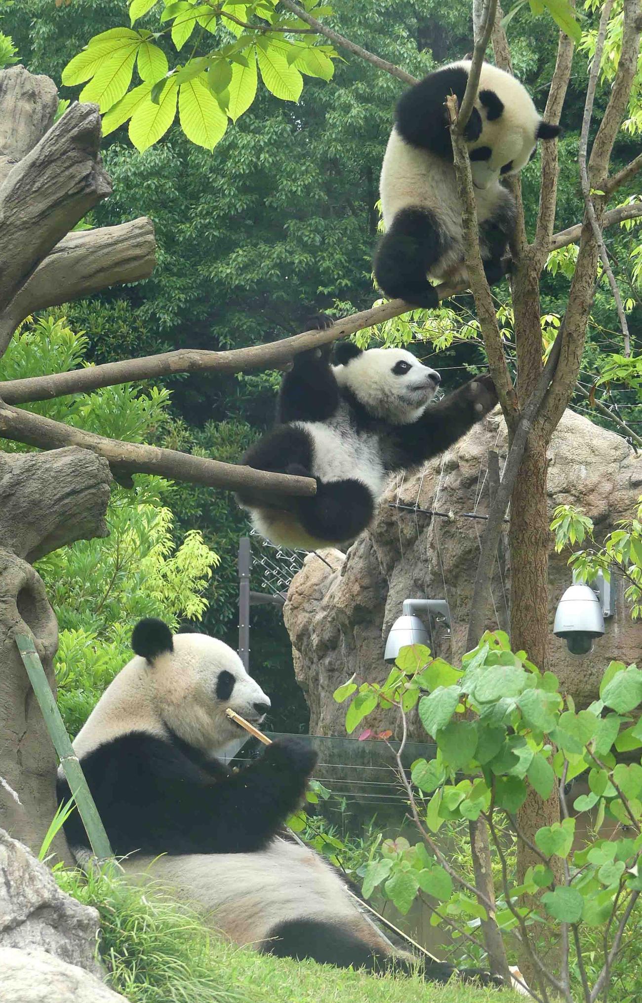1歳の誕生日を迎えた23日朝、木の上で元気に遊ぶ、上野動物園のジャイアントパンダの双子、シャオシャオとレイレイ。下は母親シンシン（東京動物園協会提供）