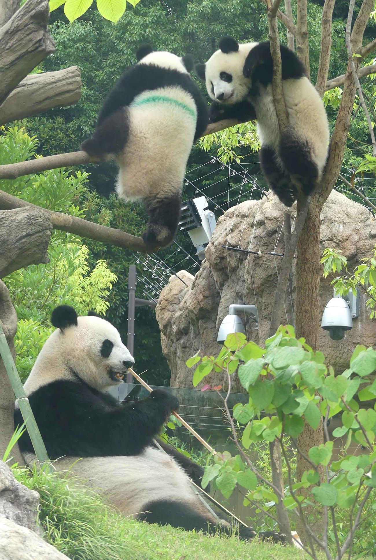 1歳の誕生日を迎えた6月23日朝、木の上で元気に遊ぶ、上野動物園のジャイアントパンダの双子、シャオシャオとレイレイ。下は母親シンシン　（東京動物園協会提供）