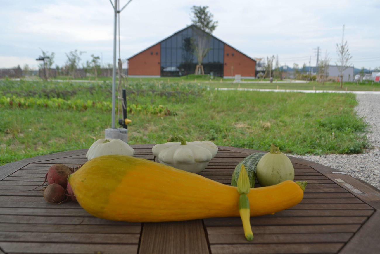 体験農園で実際に収穫された野菜