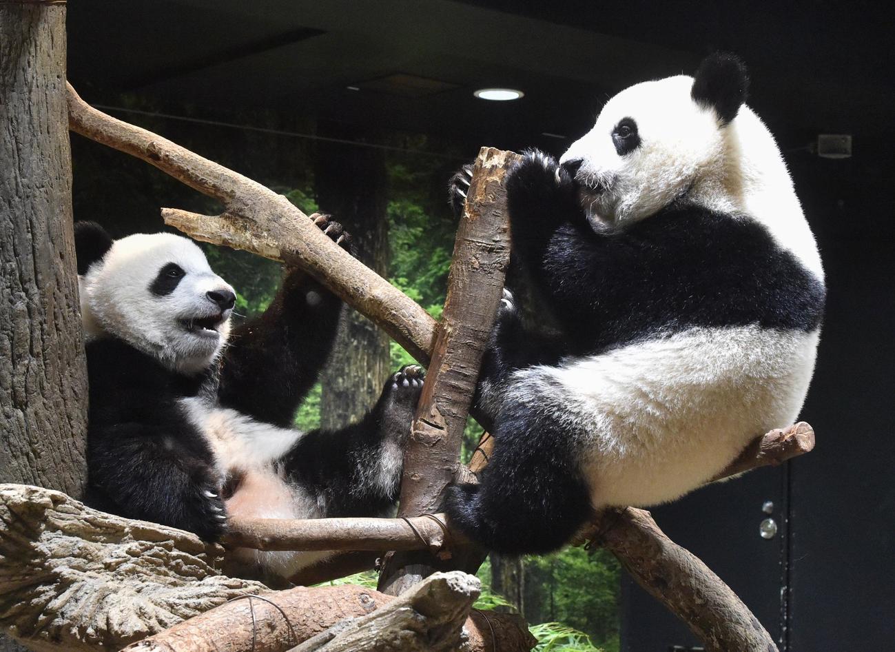 仲良く遊ぶ上野動物園の双子のジャイアントパンダ。左が雄シャオシャオ、右が雌レイレイ。ともに397日齢。7月25日撮影（東京動物園協会提供）