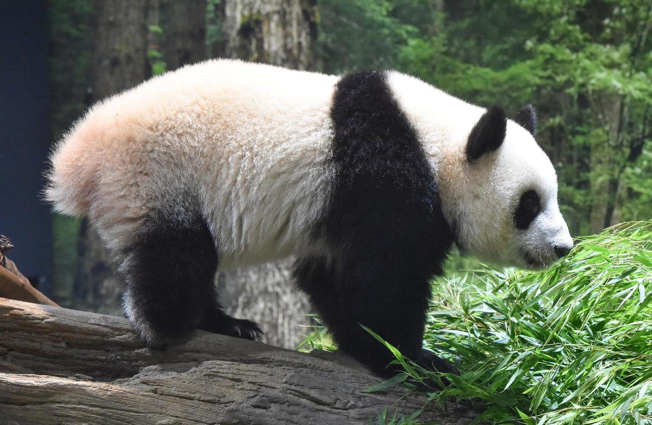 双子パンダの雌レイレイ。397日齢。7月25日撮影（東京動物園協会提供）