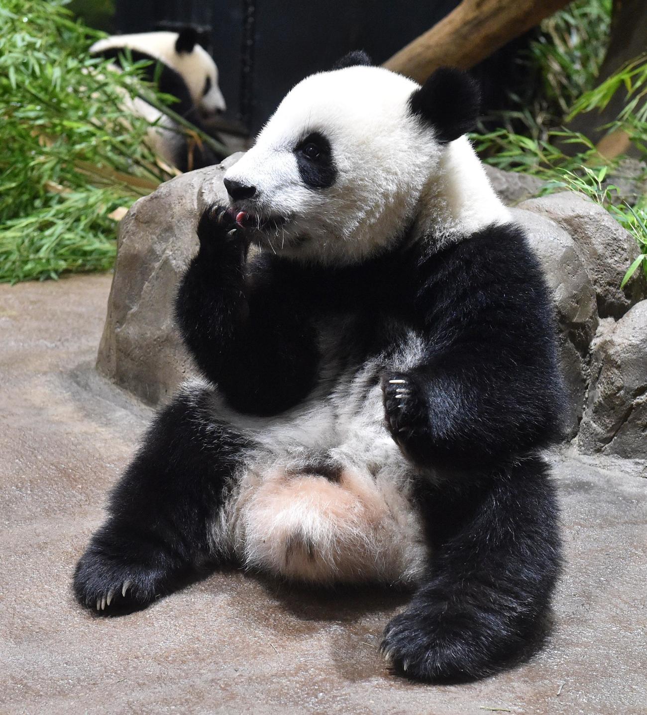 双子パンダの雄シャオシャオ。397日齢。7月25日撮影（東京動物園協会提供）