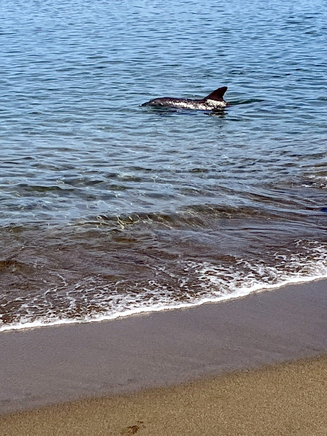 24日、越廼海水浴場の浅瀬を泳ぐイルカ（読者提供）