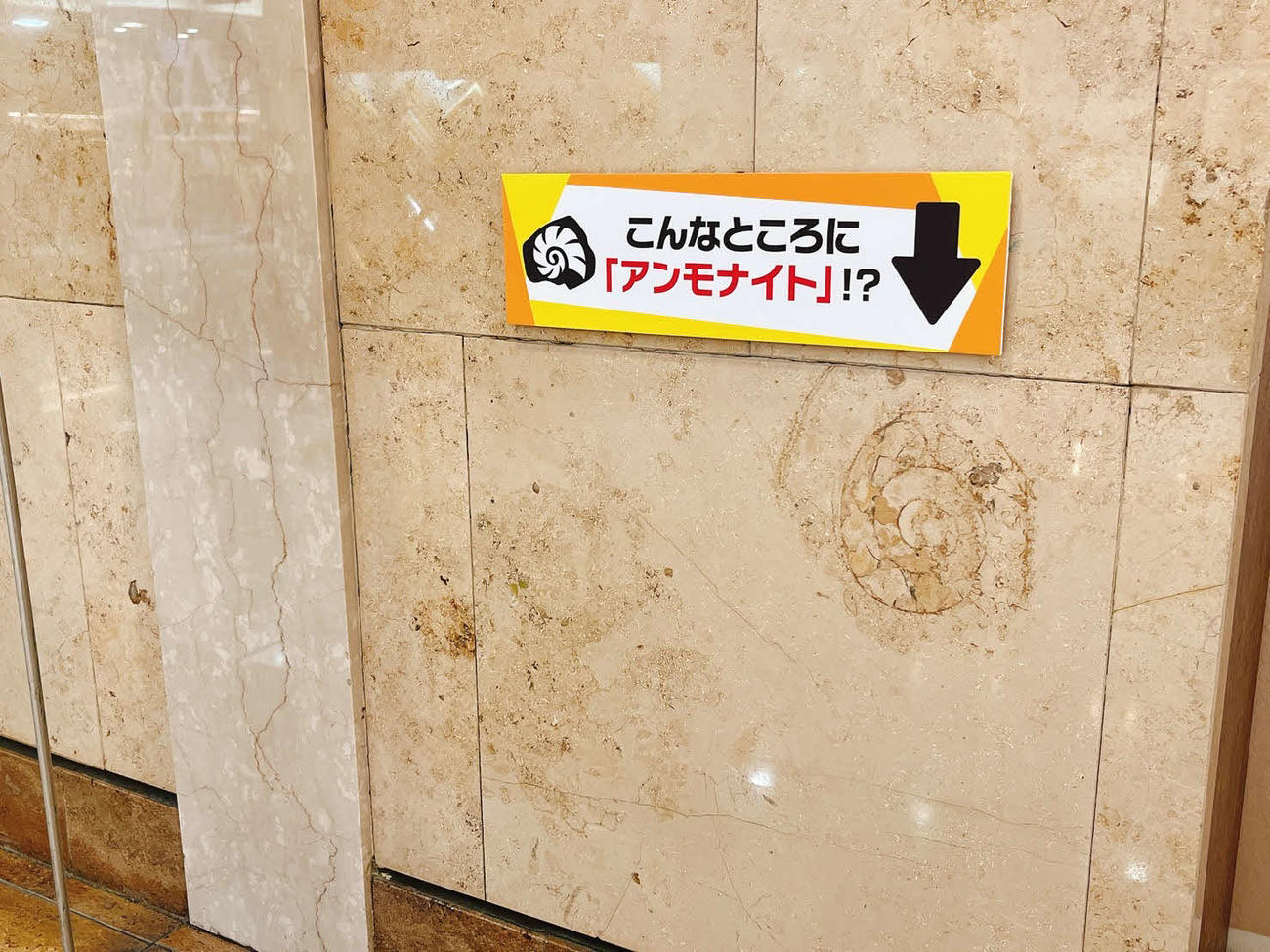小田急百貨店新宿店本館に埋まっている化石のアンモナイト（小田急百貨店提供）