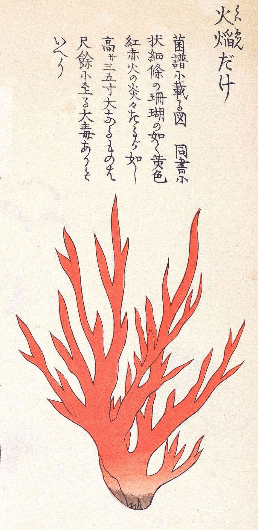 「本草図譜」に掲載されているのカエンタケ。解説に
「大毒あり」との説明がある（千葉県立中央博物館提供）