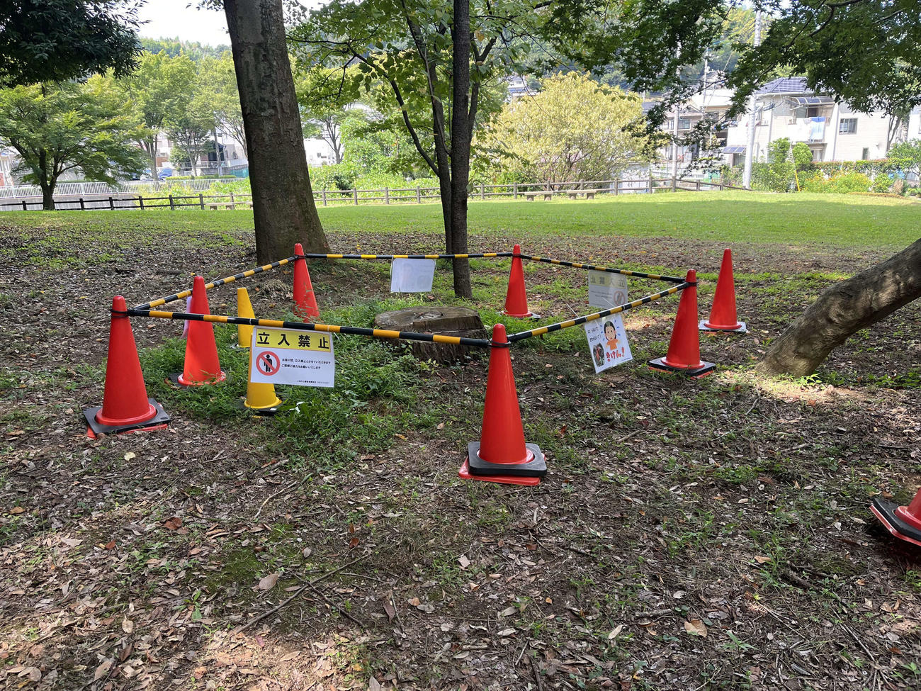 上柚木公園でカエンタケが見つかり、立ち入り禁止となった切り株周辺（八王子市公園課提供）