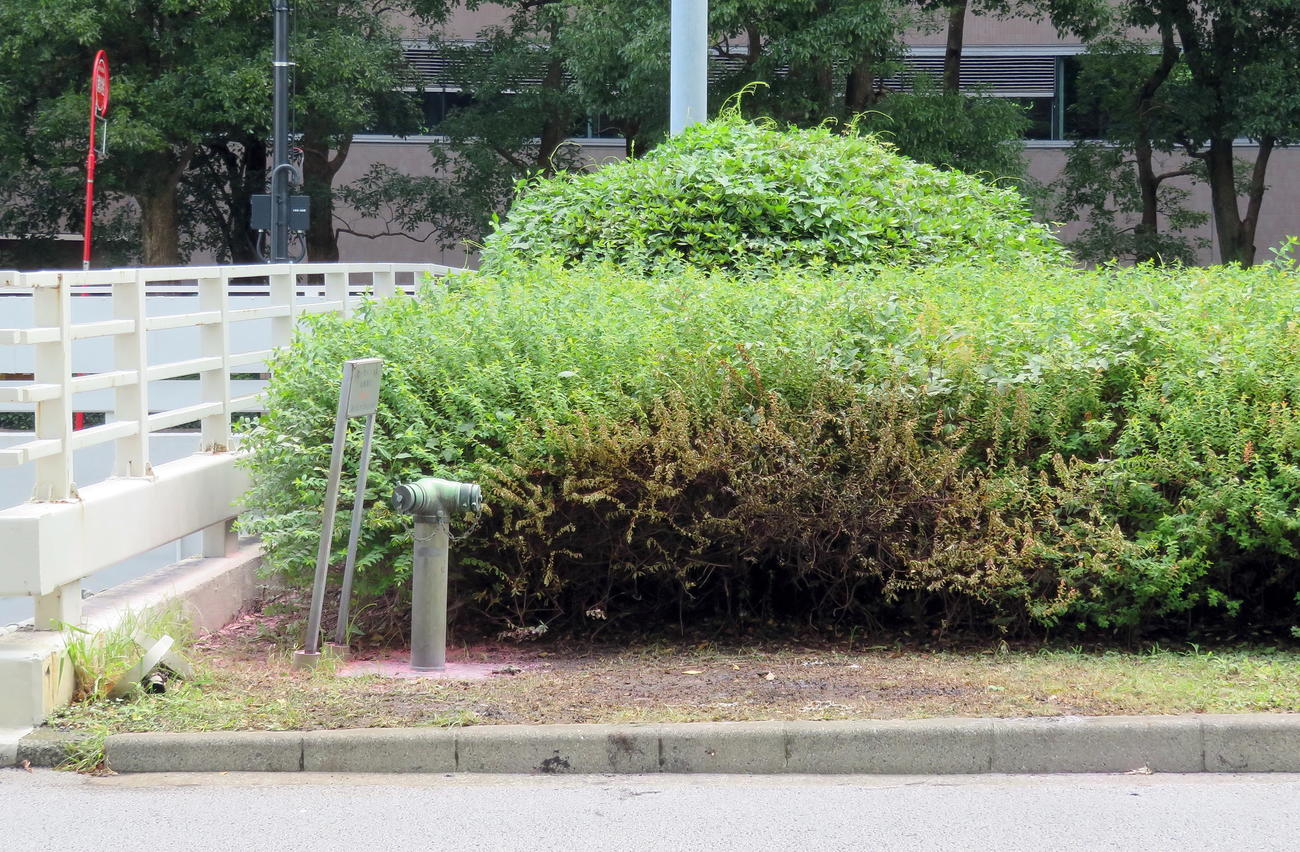 植物には燃えたような痕も残る、男性が自身に火をつけたとみられる中央分離帯の植え込み（撮影・鎌田直秀）