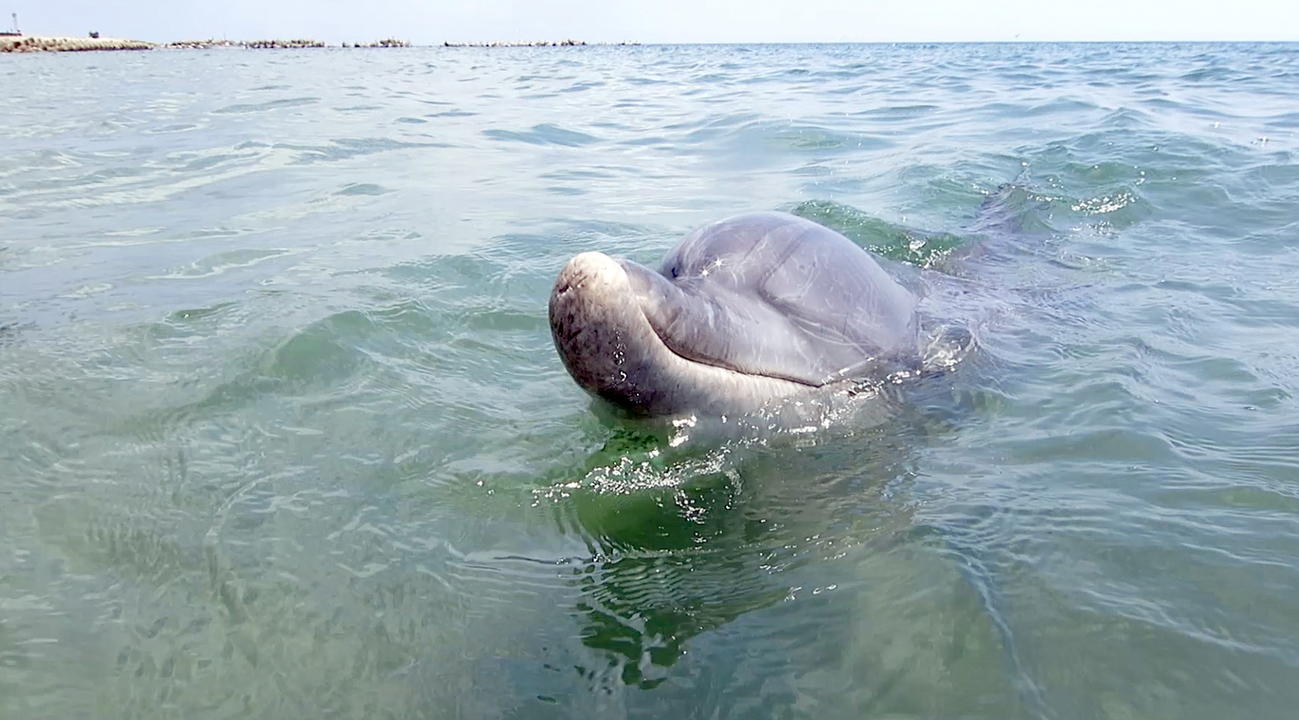 20年8月16日、珠洲市の浅瀬で愛らしい表情を見せるミナミハンドウイルカのすずちゃん（出村正幸さん提供）