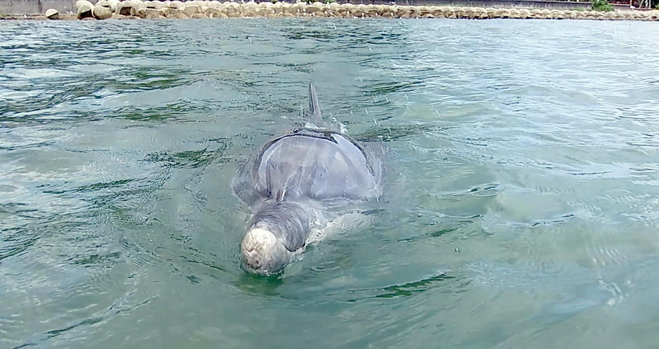 20年8月16日、珠洲市の浅瀬で人に近寄ってくるミナミハンドウイルカのすずちゃん（出村正幸さん提供）