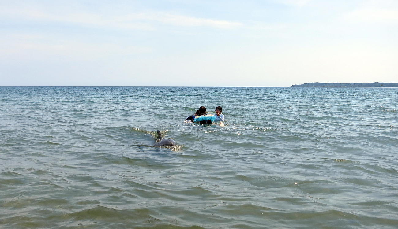 20年8月16日、珠洲市の海岸で海水浴客と一緒に泳ぐミナミハンドウイルカのすずちゃん（出村正幸さん提供）