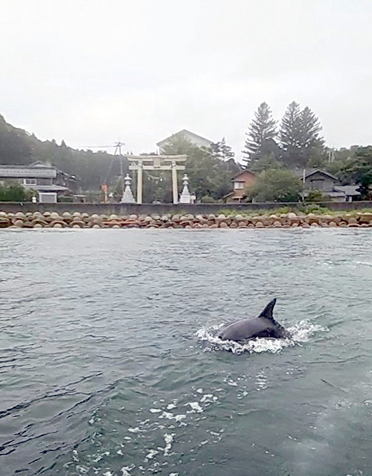 20年9月14日、須須神社鳥居前の海に現れたミナミハンドウイルカのすずちゃん（出村正幸さん提供）