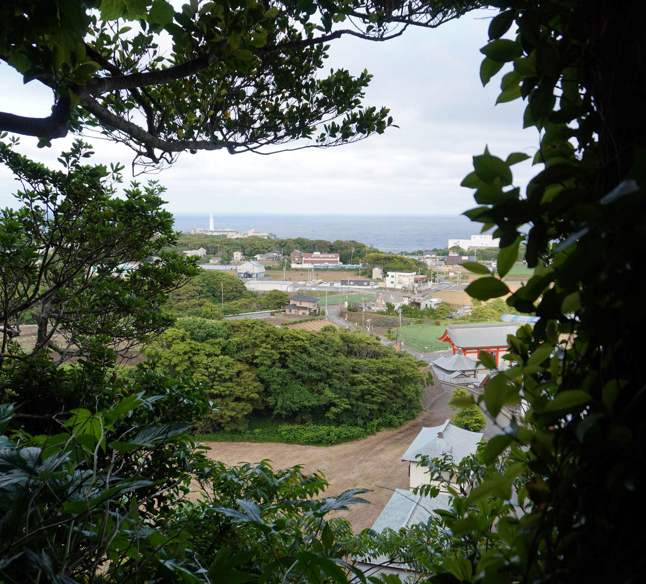 高台の木々をフレームにして1枚。少し遠いですね（撮影・河野匠）