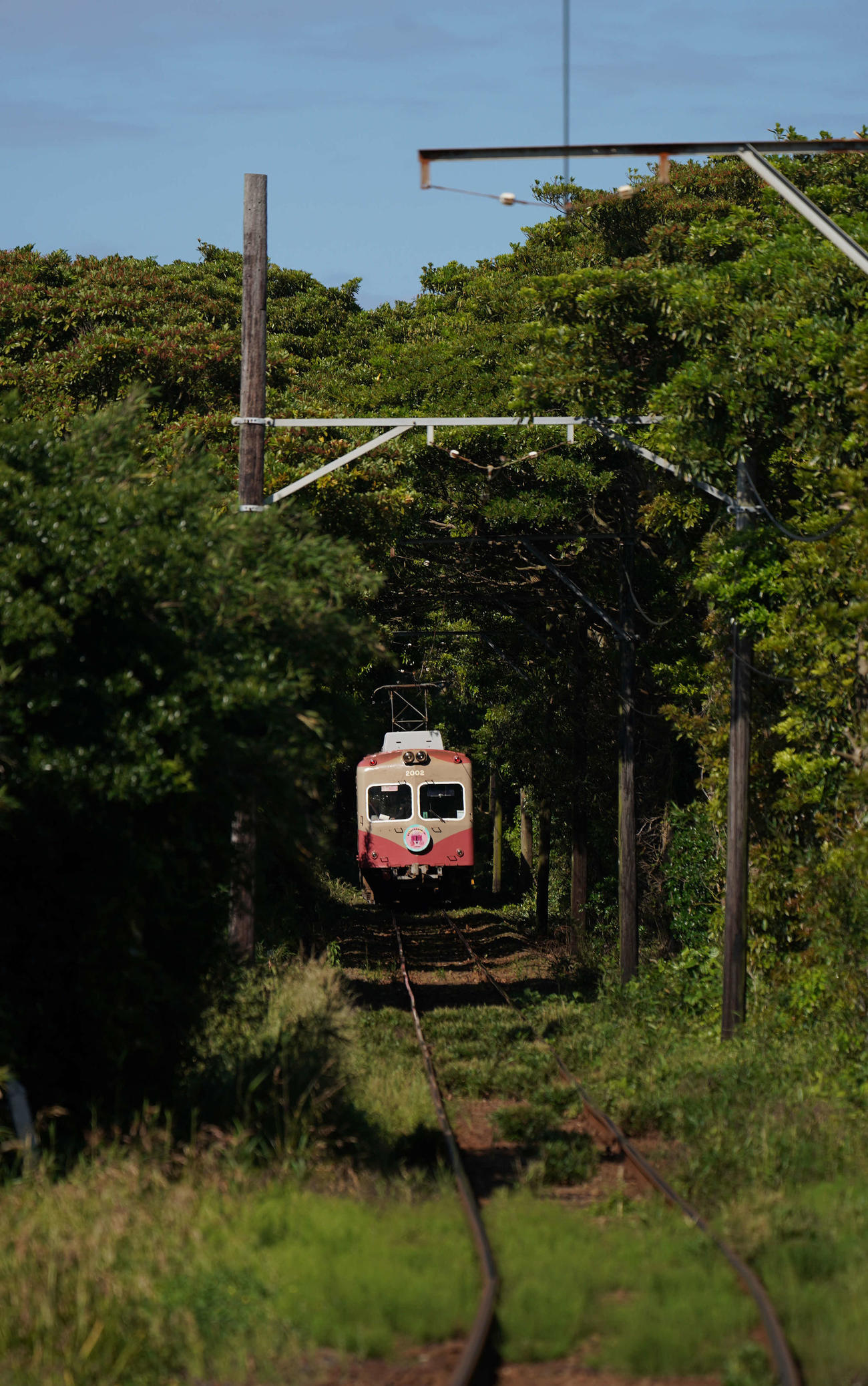 銚子電鉄の緑のトンネルポイントはいくつかあるのですが、こちらは観音駅を出て本銚子駅に向かう最初の踏切付近から撮影。電車が緑に吸い込まれていくようです（撮影・河野匠）