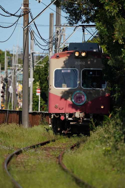 曲線。木々の間からひょっこり出てくる電車。仲ノ町駅から観音駅方向に少し歩いたところです（撮影・河野匠）