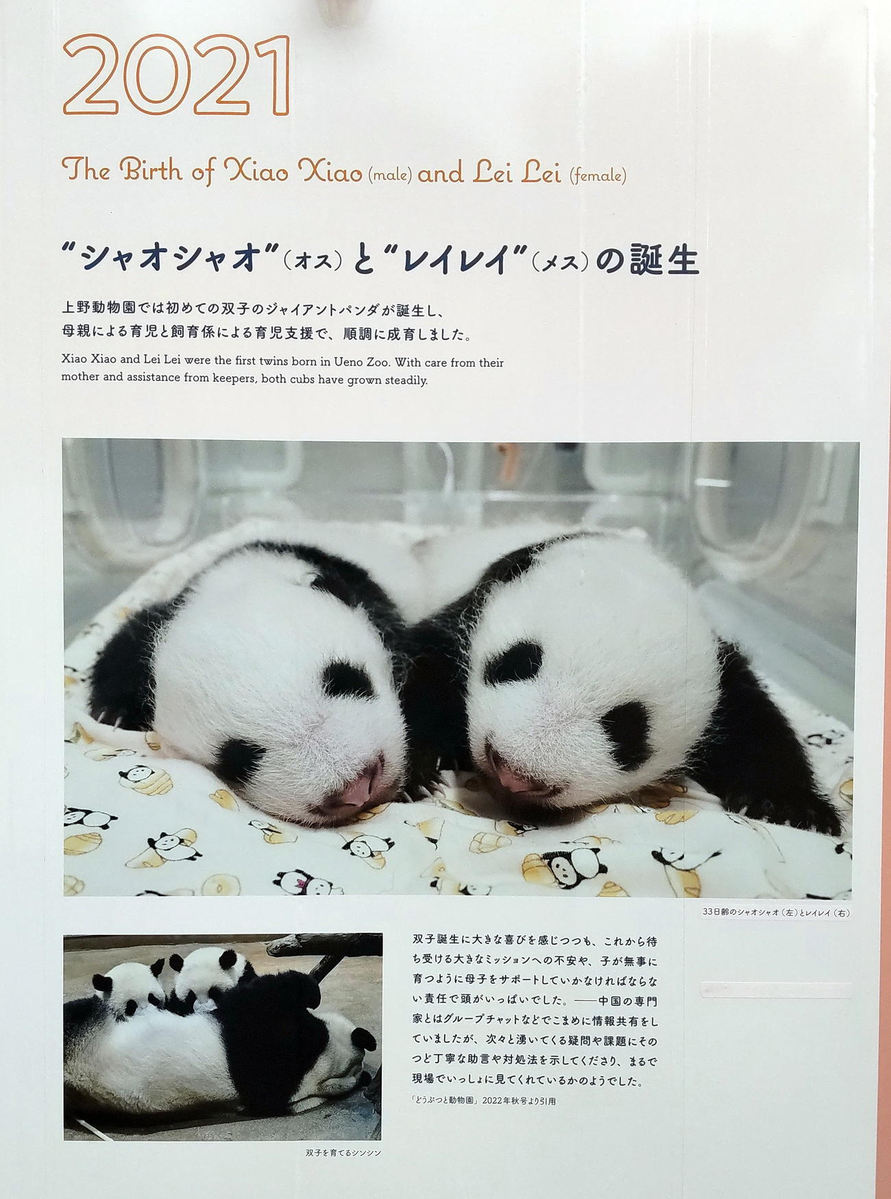 上野動物園ジャイアントパンダ来日50周年記念「記念パネル展」のシャオシャオとレイレイ誕生を伝えるパネル（撮影・鎌田直秀）