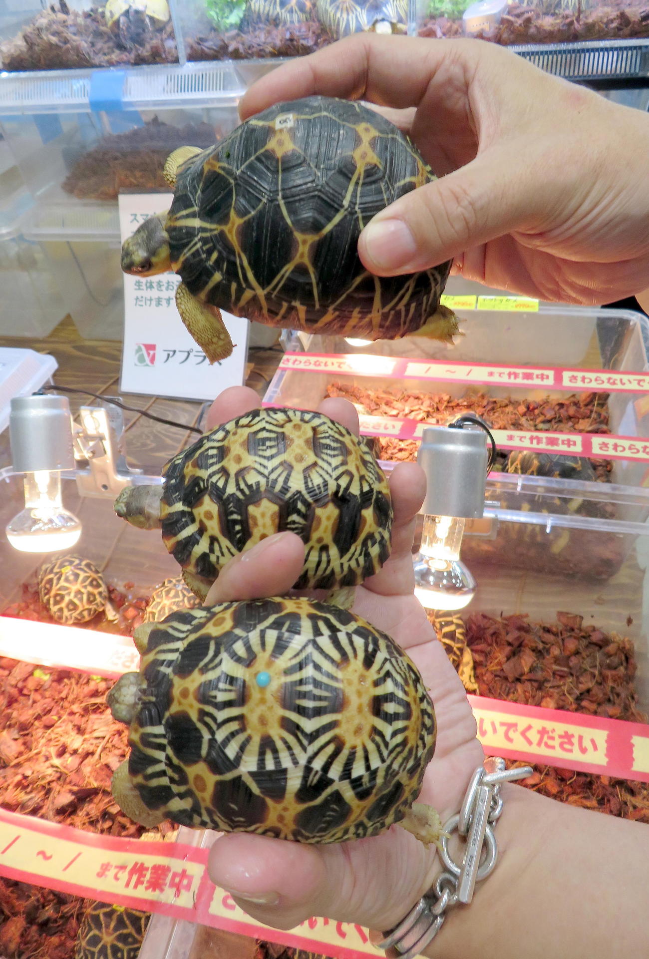 「ジャパンレプタイルズショーin東京2022」で展示販売された爬虫（はちゅう）類でもっとも高価だった400万円のホウシャガメ（中）。上は100万円、下は300万円。甲羅の模様の違いが明確（撮影・鎌田直秀）