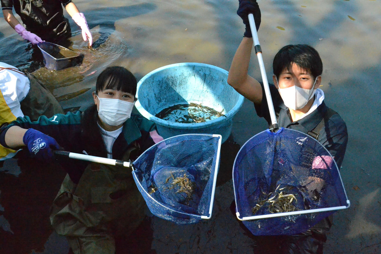 大宮公園舟遊池（通称「ボート池」）でかいぼりしてタモに入った在来種のモツゴやスジエビ
