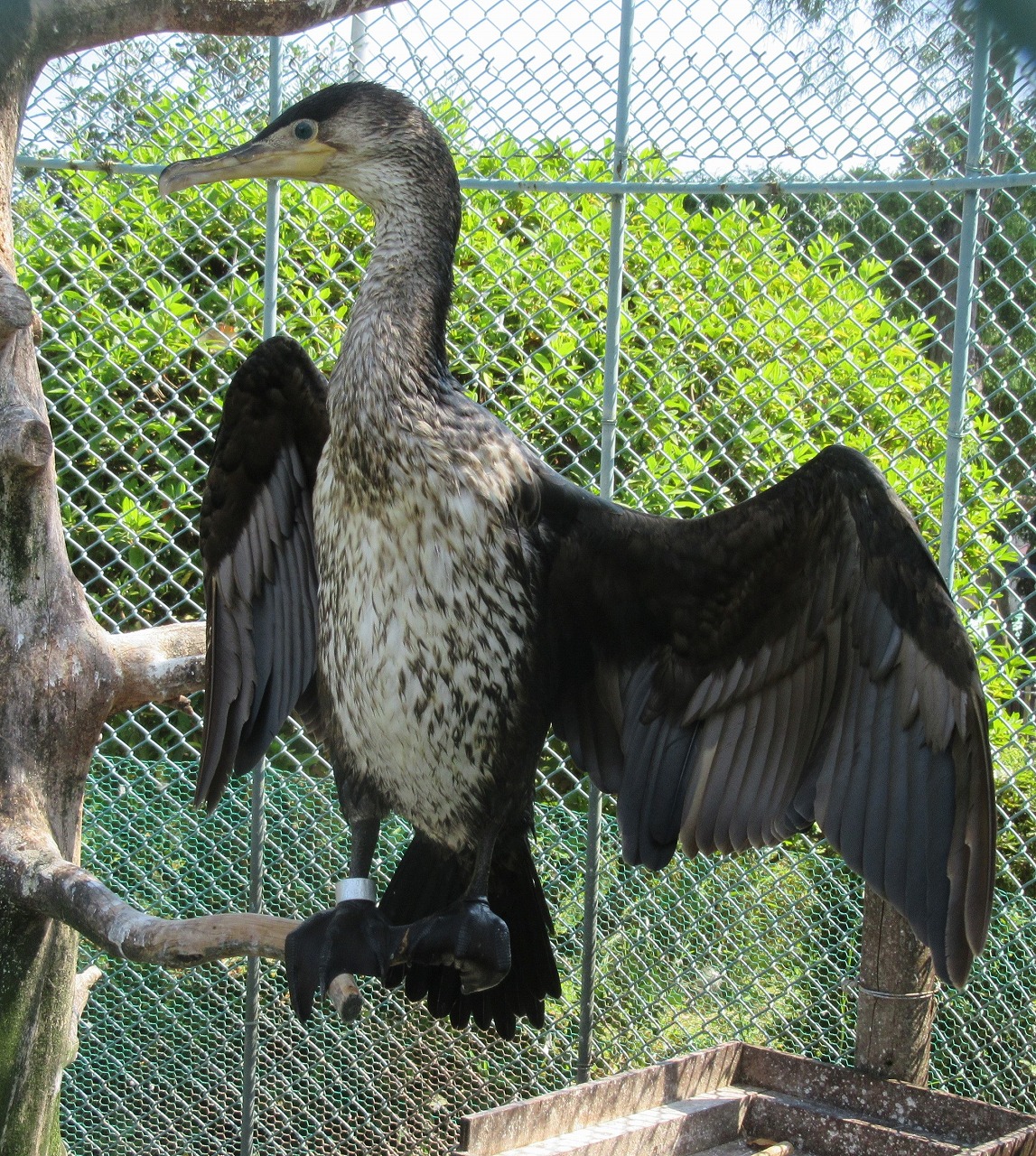 日立市の市鳥でもあるウミウ（日立市かみね動物園提供）