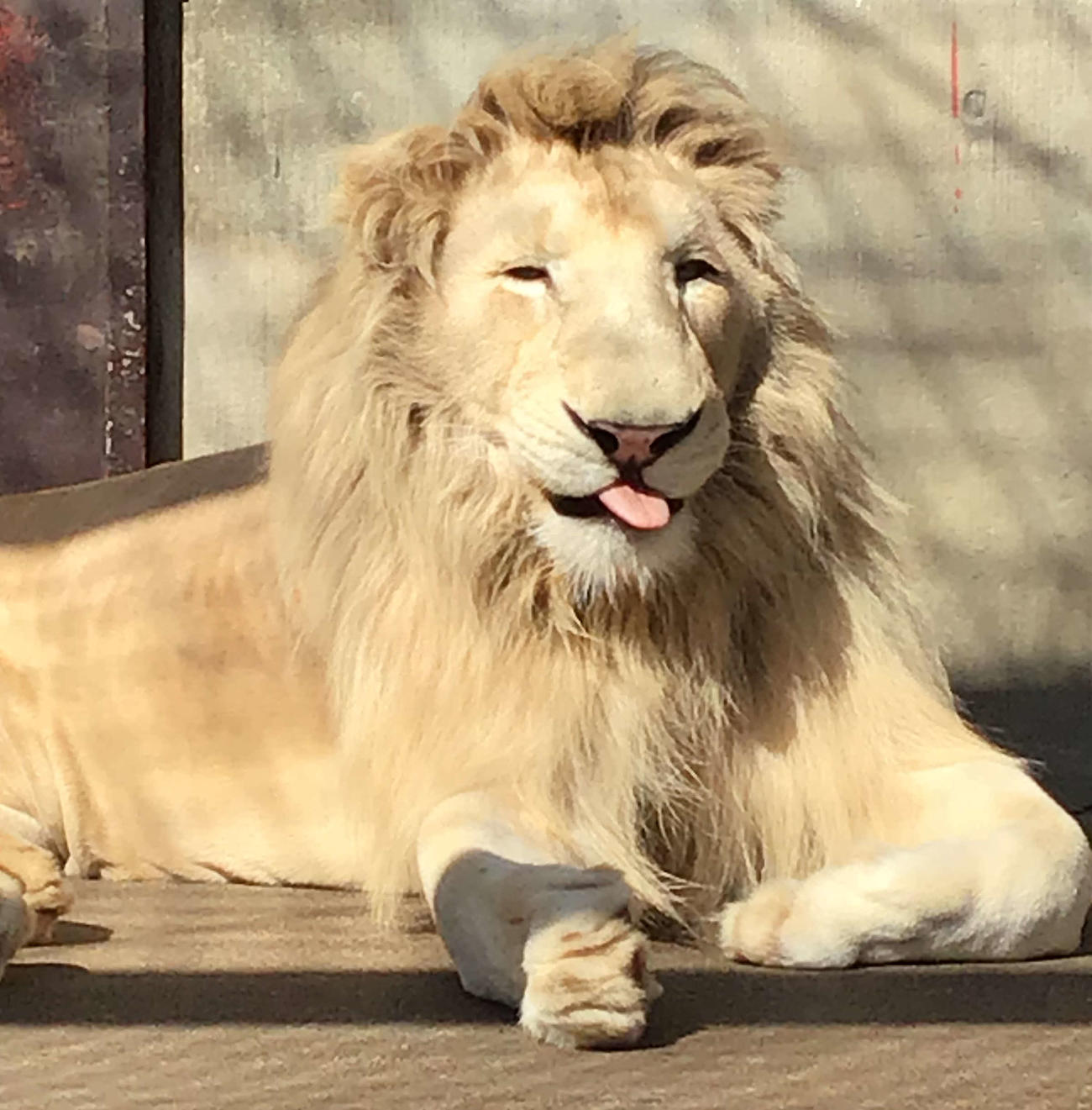 ホワイトライオン。舌をペロンと出して愛きょうをふりまくオスの「ステルク」（宇都宮動物園提供）
