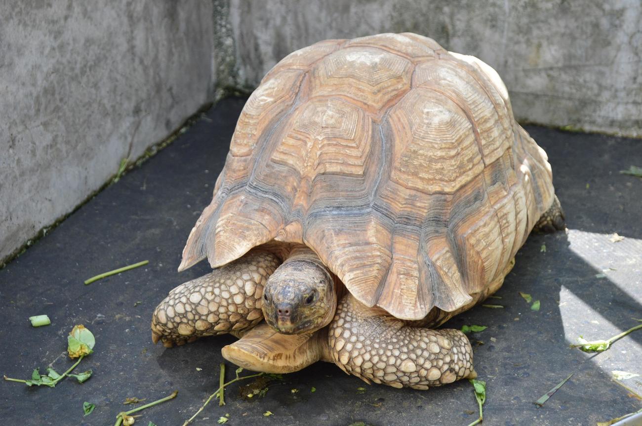 ヘサキリクガメ。名称の由来は甲羅の下側が船の先端のような形状のため（野毛山動物園提供）