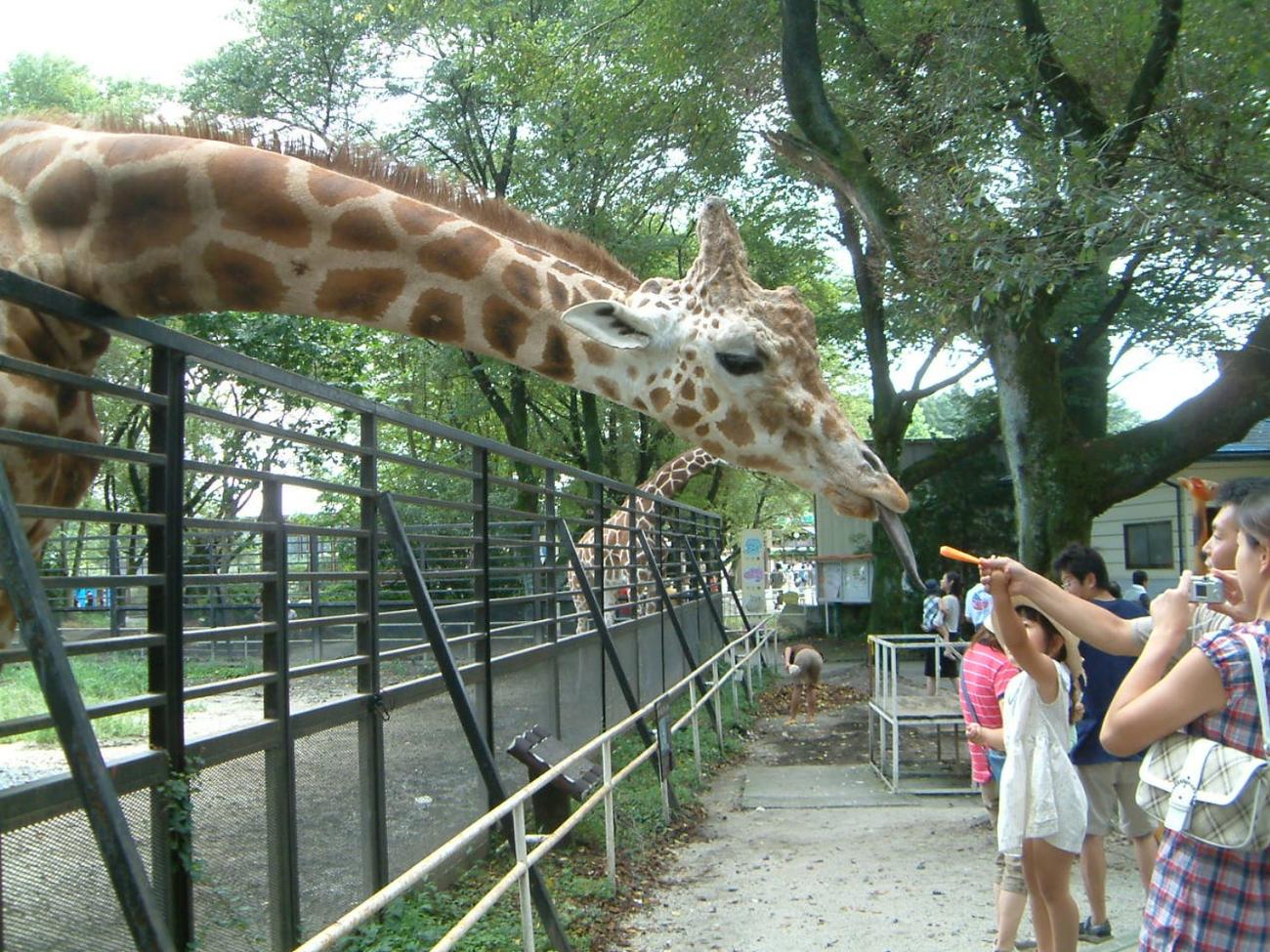 来年3月で30歳、国内最高齢のオス「ハツカ」（宇都宮動物園提供）