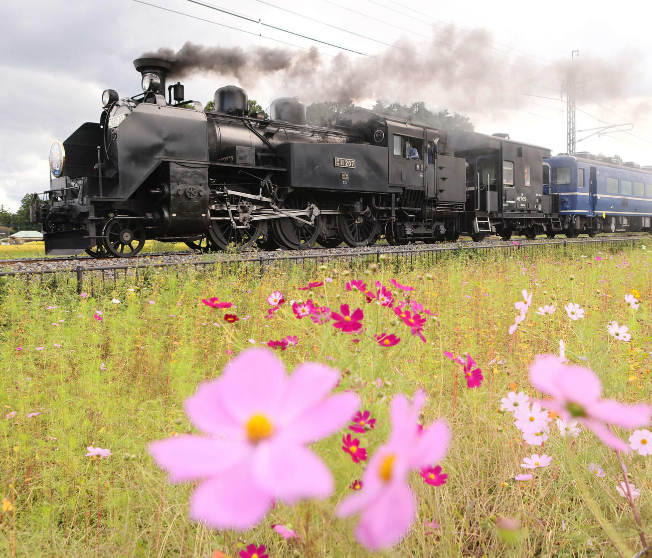 控えめに咲くコスモス畑の横を駆け抜ける東武鉄道のSL大樹（撮影・足立雅史）