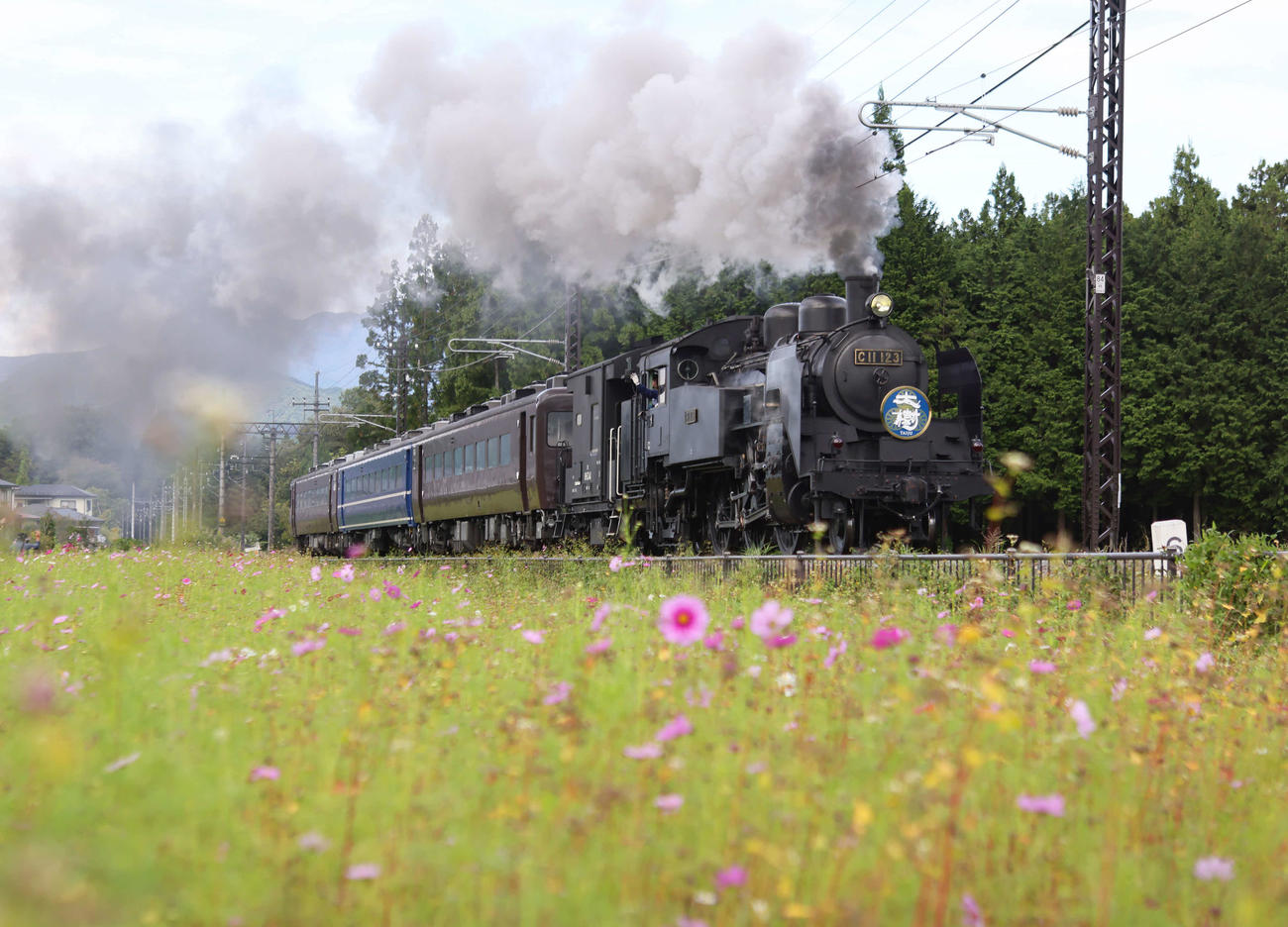 控えめに咲くコスモス畑の横を駆け抜ける東武鉄道のSL大樹（撮影・足立雅史）