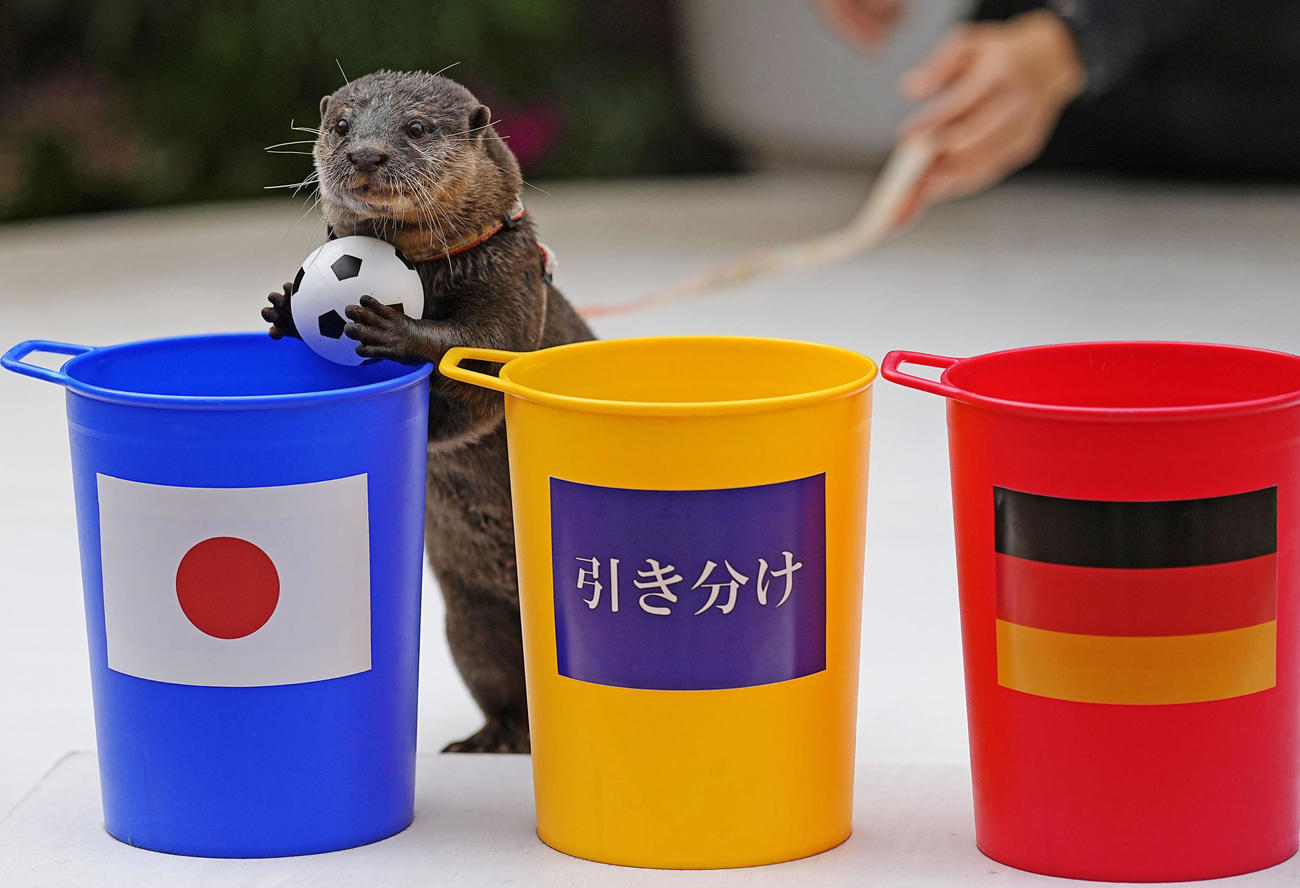 日本の初戦、ドイツ戦の勝敗占いを見事に的中させた水族館「マクセル　アクアパーク品川」のコツメカワウソ「たいよう」＝22日（共同）