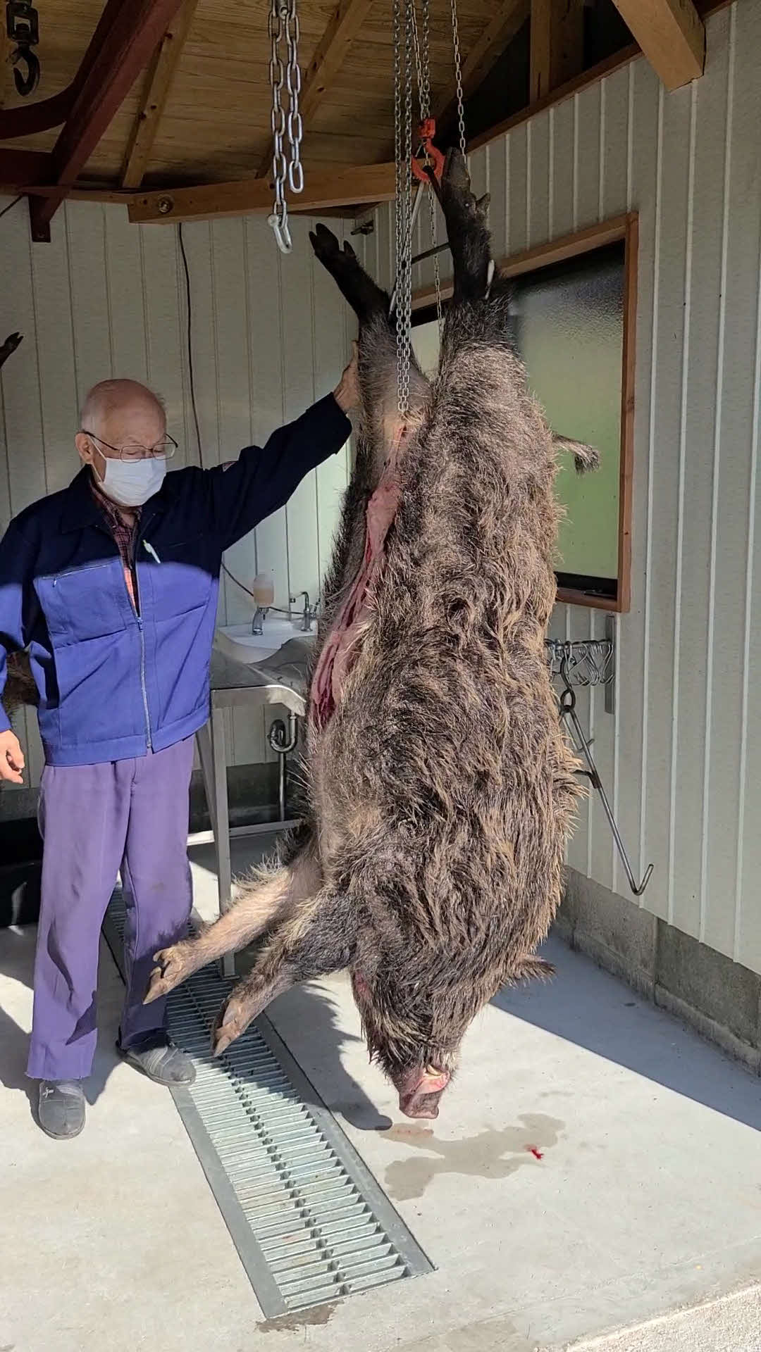 「山の主」と呼ばれるほど巨大なイノシシと解体師の宇田川保さん（ほうきのジビエ推進協議会提供）
