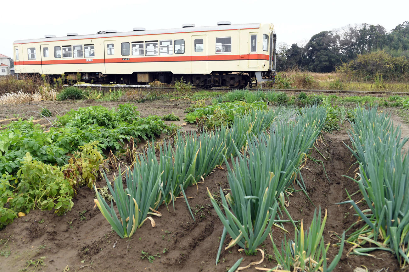 畑の脇を走り抜ける列車（キハ532形号車）（入地駅付近）（撮影・たえ見朱実）