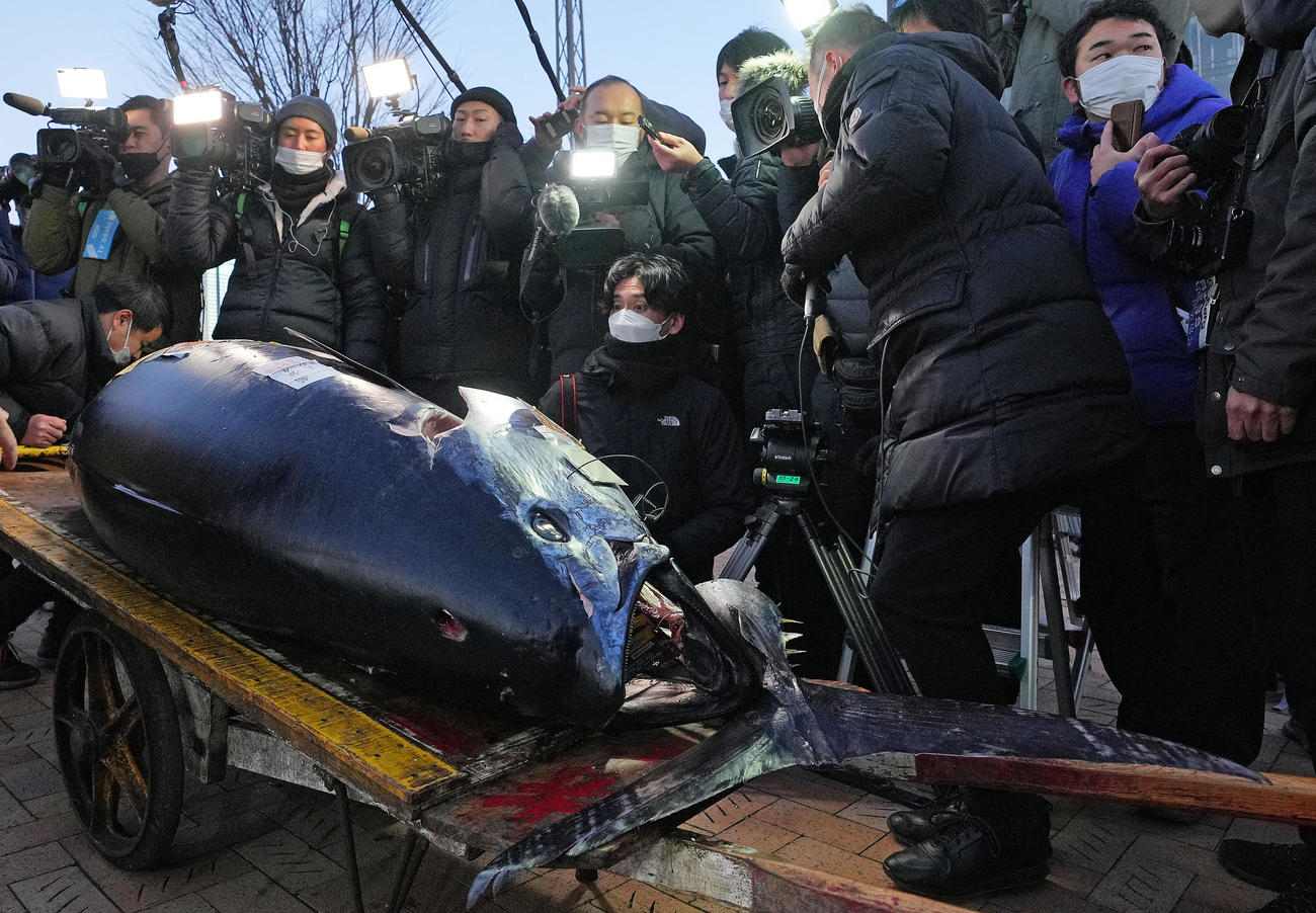 報道陣の前に運び込まれた競り落とされた一番マグロ（撮影・垰建太）