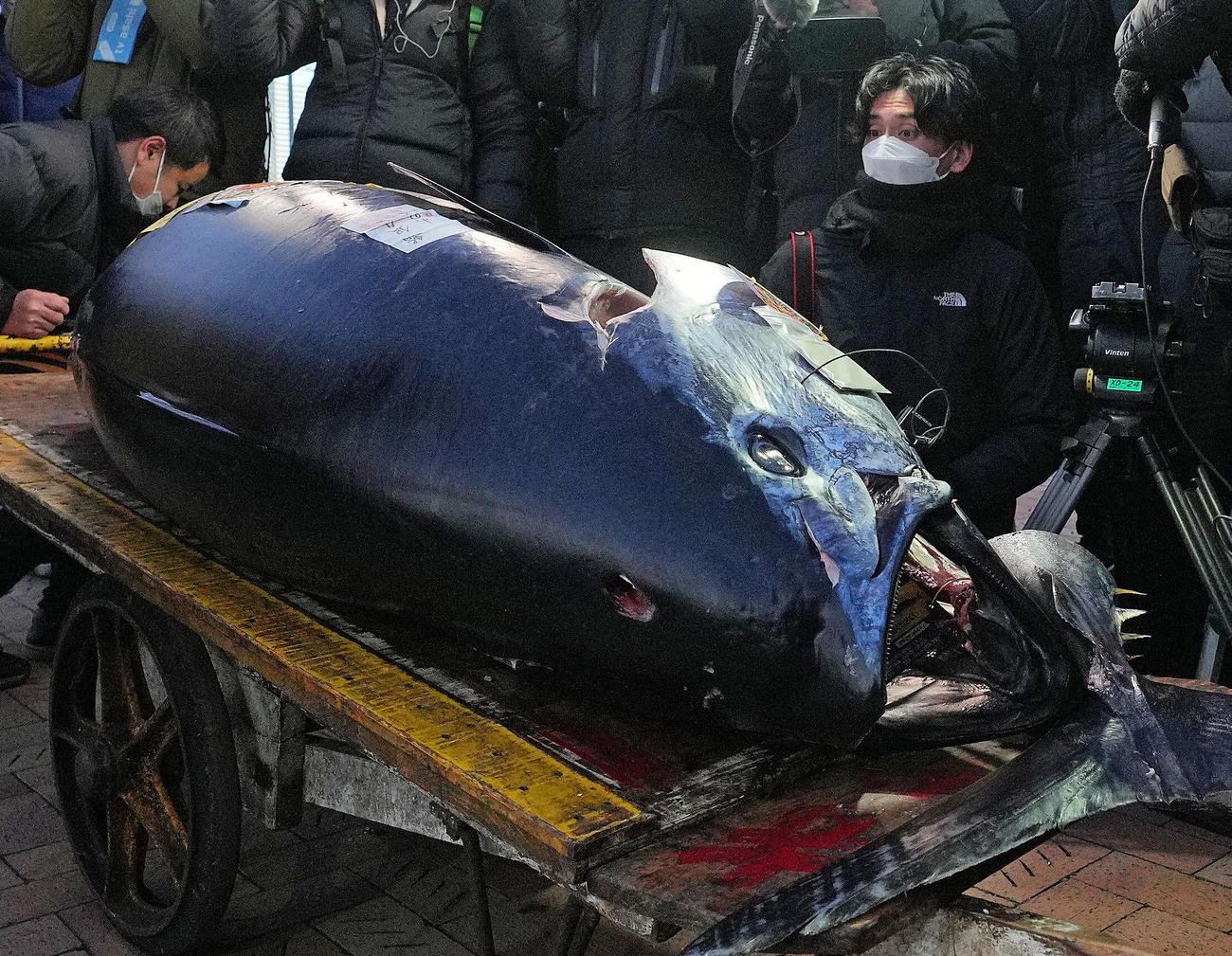 報道陣の前に運び込まれた競り落とされた一番マグロ（撮影・垰建太）