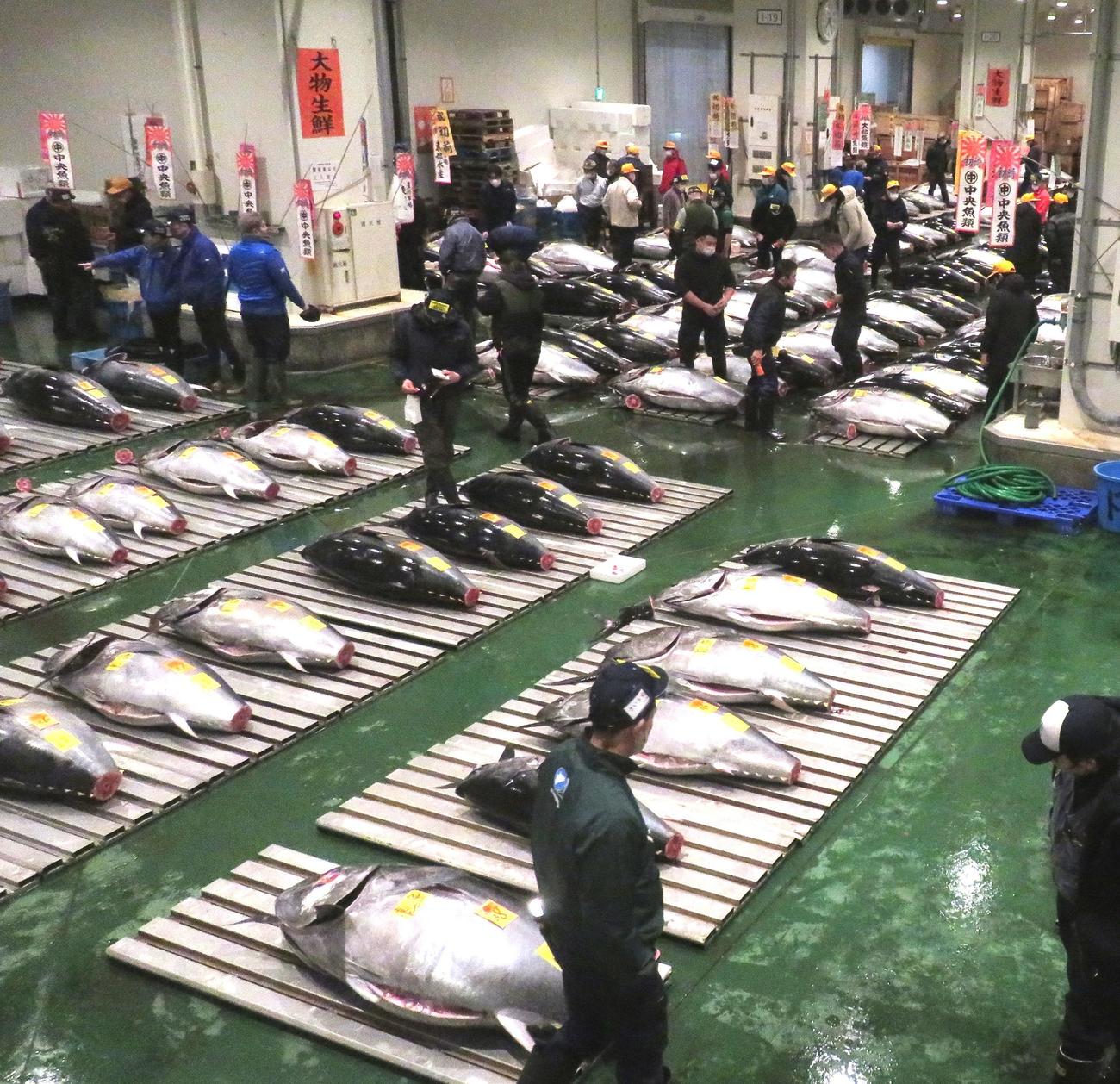 2023年初競りで豊洲市場にズラリと並んだホンマグロ。競り開始前に仲卸の競り人がじっくりとマグロの目利きしていた（撮影・寺沢卓）