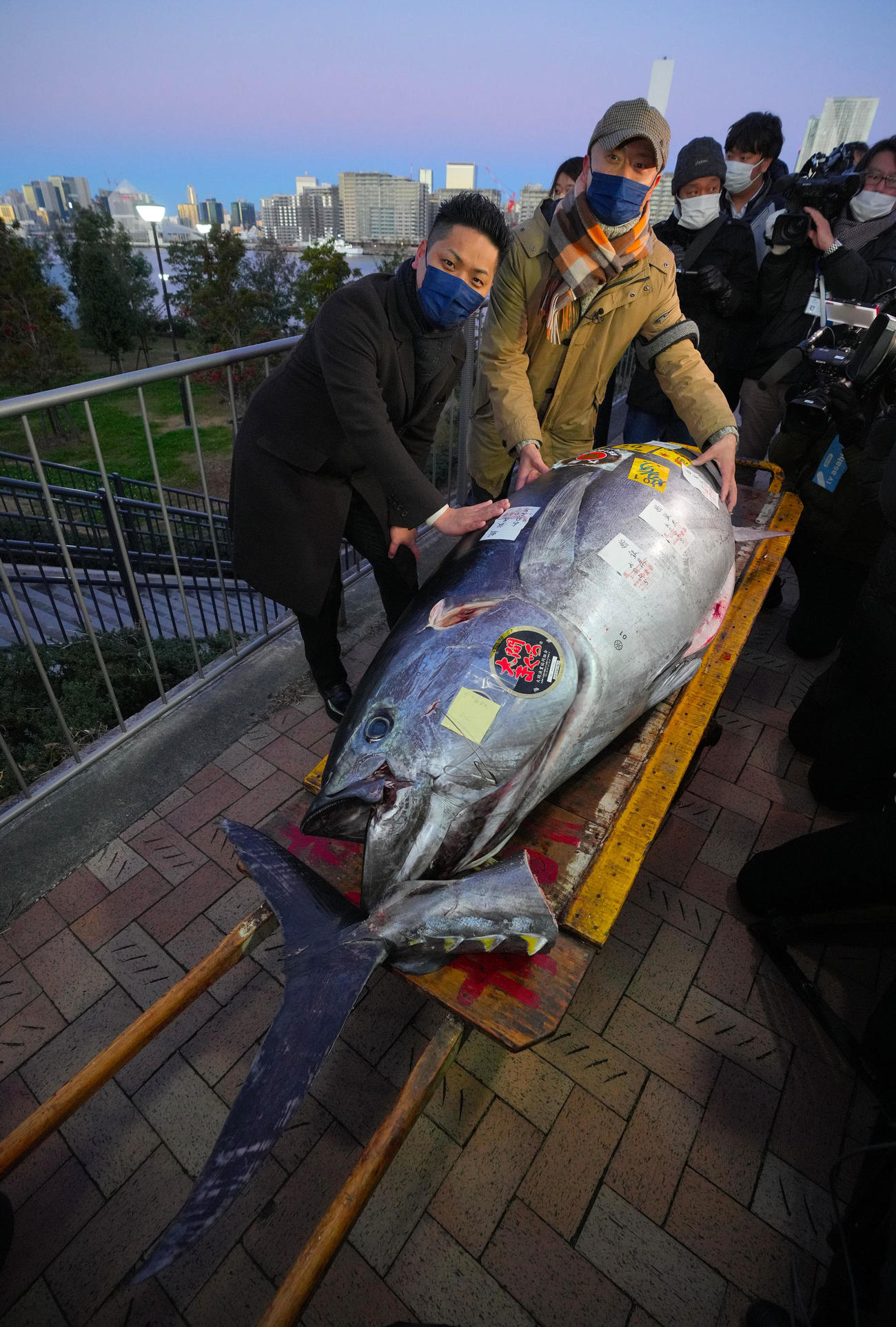 この日、落とした一番のマグロに触れるおのでら長尾真司社長（左）と坂上暁史料理長（撮影・垰建太）