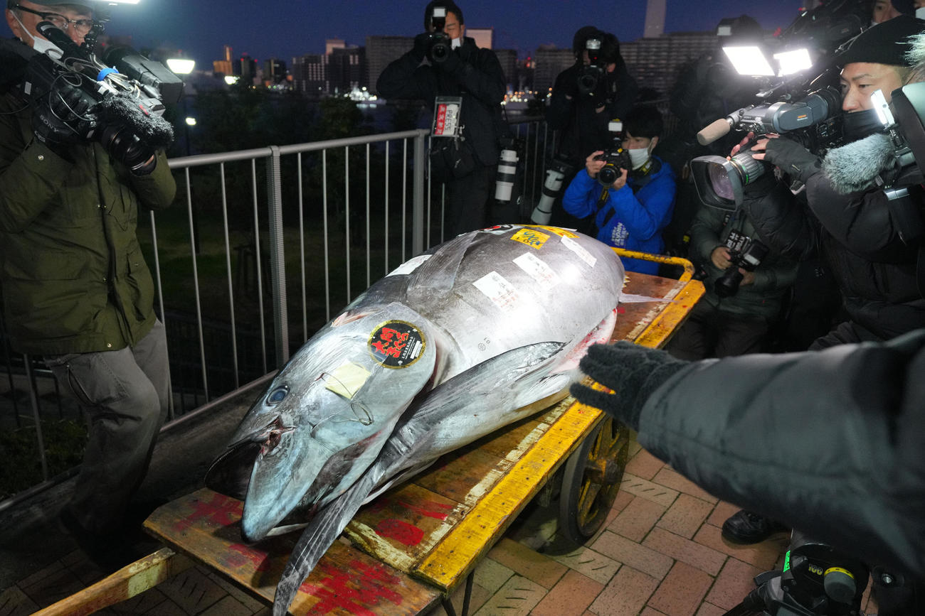 報道陣の前に運び込まれた競り落とされた一番マグロ（撮影・垰建太）