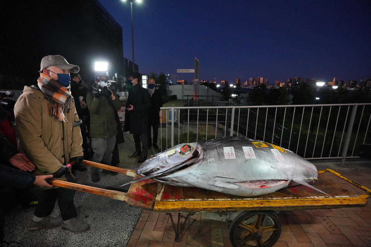 競り落とされた一番マグロを運び込むおのでら坂上暁史料理長（撮影・垰建太）