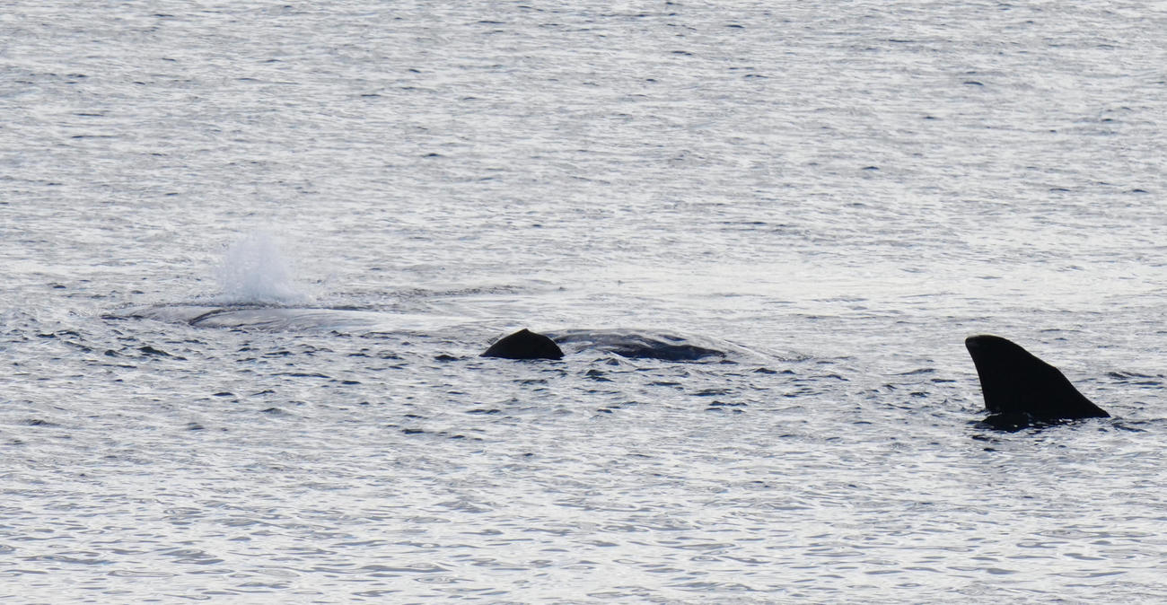 大阪市の淀川河口付近に迷い込んだクジラ、移動せずその場にとどまっている（撮影・清水貴仁）＝2023年1月10日、大阪市西淀川区