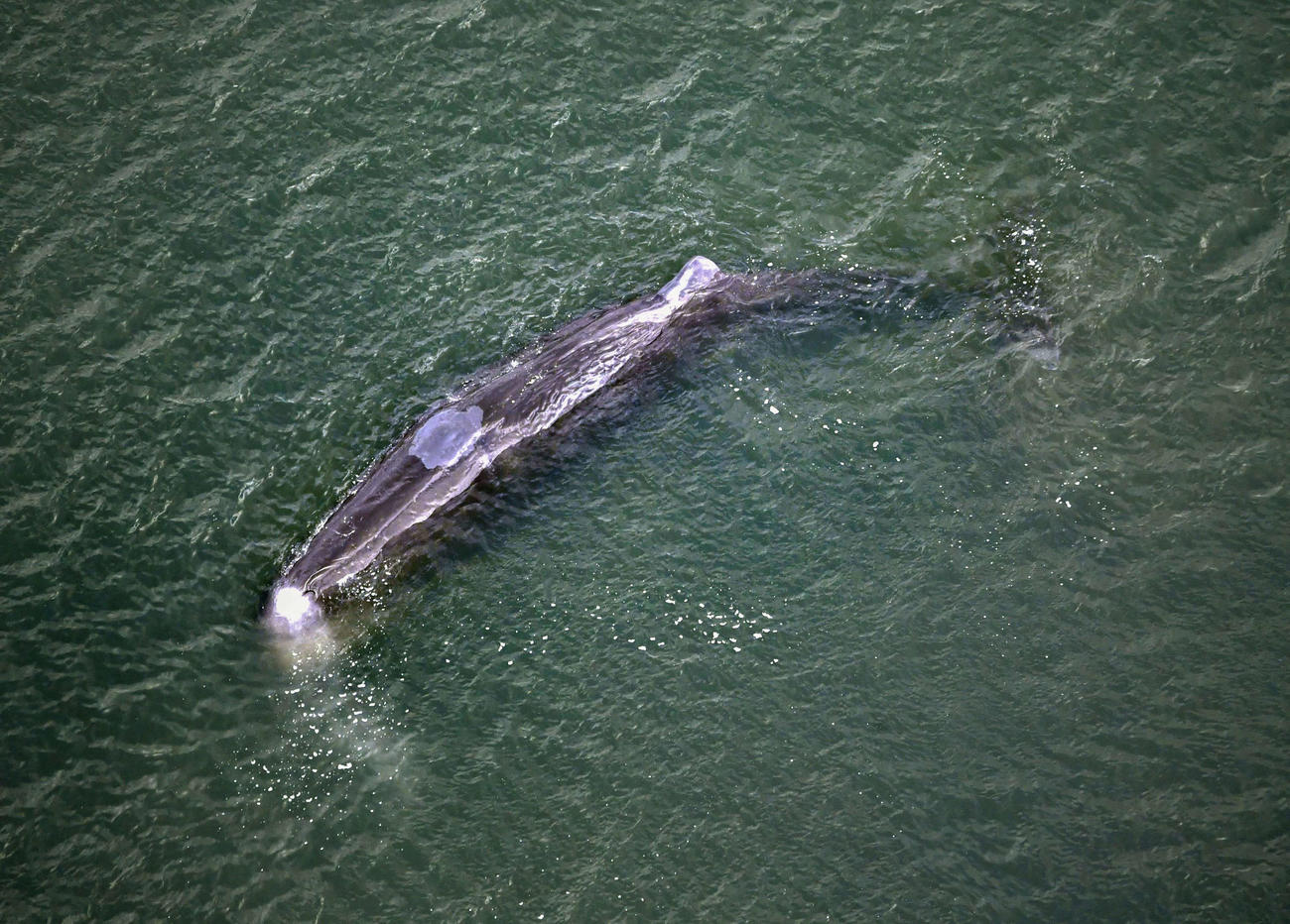 10日、淀川の河口付近に迷い込んだクジラ（共同）
