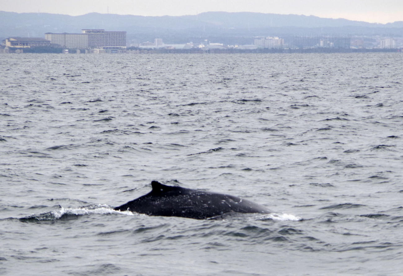 東京湾アクアライン付近を泳ぐクジラとみられる大型の海洋生物＝19日午後（横浜海上保安部提供＝共同）