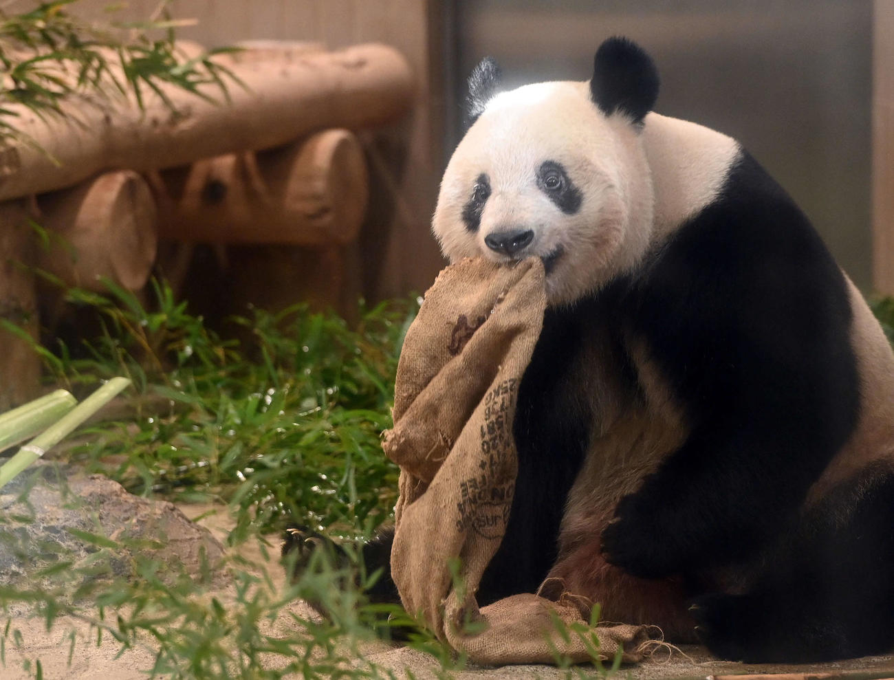 事前抽選制で公開された上野動物園のジャイアントパンダ、シャンシャン（撮影・たえ見朱実）
