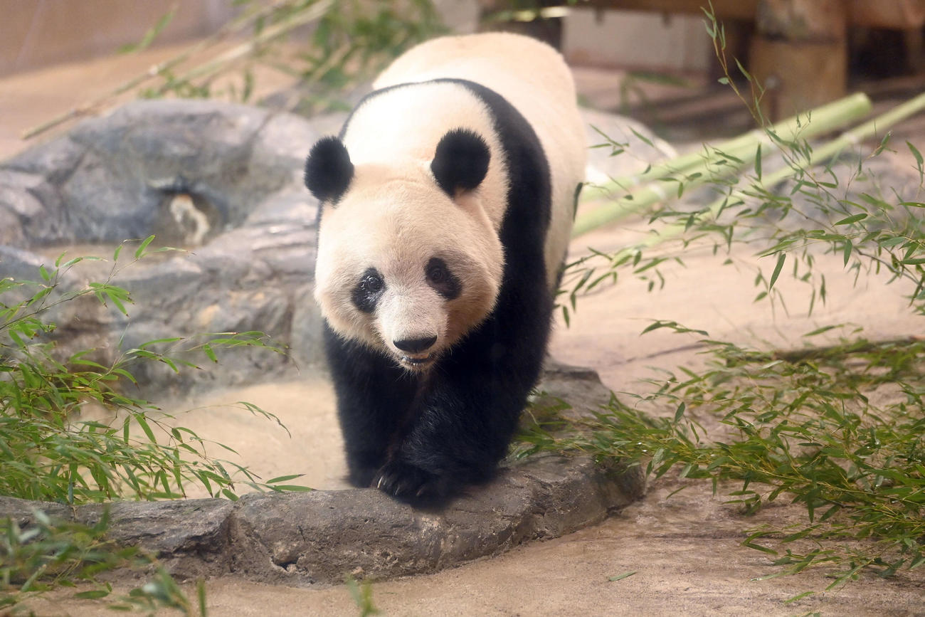 事前抽選制で公開された上野動物園のジャイアントパンダ、シャンシャン（撮影・たえ見朱実）