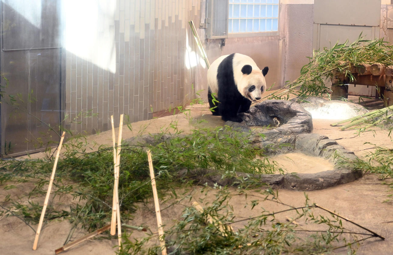 事前抽選制で公開された上野動物園のジャイアントパンダ、シャンシャン（撮影・たえ見朱実）